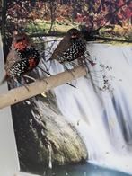 Geschilderde astrildes, Dieren en Toebehoren, Meerdere dieren, Tropenvogel