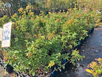 Actie!!! €2,50 pst Hydrangea paniculata limelight hortensia beschikbaar voor biedingen