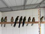 2-2 Adelaide rosella verwant, Dieren en Toebehoren, Vogels | Parkieten en Papegaaien, Meerdere dieren, Parkiet, Geringd