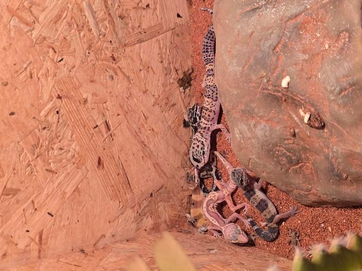 Jonge luipaardgekko's 2025, Dieren en Toebehoren, Reptielen en Amfibieën, Hagedis, 0 tot 2 jaar