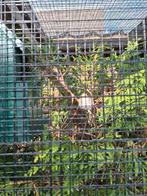 europese sijzen, Meerdere dieren, Geringd