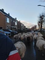 Prachtige swifter vachten ruwe ongewassen wol, Hobby en Vrije tijd, Spinnewielen en Spinnen, Ophalen of Verzenden, Spinwol