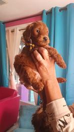Rode Mini half australian/ Labradoodle pups, Dieren en Toebehoren, Overige rassen, CDV (hondenziekte), 8 tot 15 weken, Meerdere