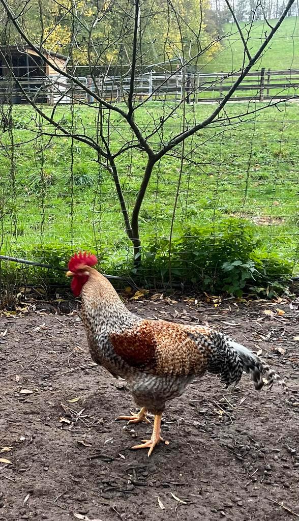Foktoom Bielefelder kippen en haan. Groot ras, Dieren en Toebehoren, Pluimvee, Kip, Meerdere dieren