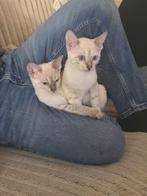 Bengaalse kittens 'snow', Dieren en Toebehoren, Meerdere dieren, Gechipt, 0 tot 2 jaar