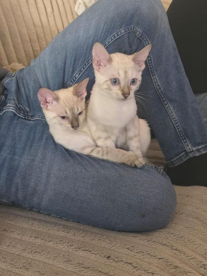 Bengaalse kittens 'snow', Dieren en Toebehoren, Katten en Kittens | Raskatten | Korthaar, Meerdere dieren, 0 tot 2 jaar, Gechipt