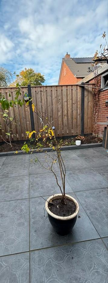 Granaatappelboom in pot beschikbaar voor biedingen