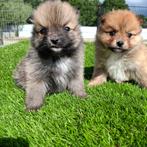 Te koop mooie dwergkees pups, Nederland, Keeshond, CDV (hondenziekte), 8 tot 15 weken