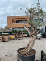 2xolijfboom, Tuin en Terras, Planten | Bomen, Olijfboom, 250 tot 400 cm, Ophalen, Volle zon