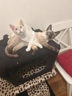 2 geredde kittens zoeken samen een huisje!, Dieren en Toebehoren, Meerdere dieren, Kortharig, 0 tot 2 jaar