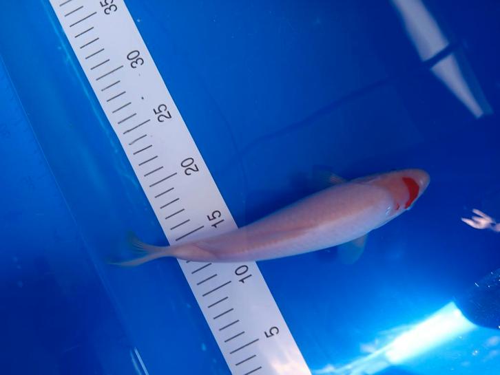 Te koop prachtige Tancho 30 a 35 cm, Dieren en Toebehoren, Vissen | Vijvervissen, Karper of Koi