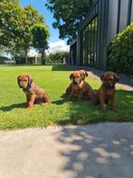 Rhodesian Ridgeback pups nog 1 teefje beschikbaar!, Dieren en Toebehoren, 8 tot 15 weken, Meerdere, Meerdere dieren, Nederland