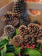 Grote dennenappels 15/16 cm., Ophalen of Verzenden, Volle zon