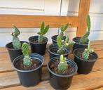 Opuntioideae schijfcactus opuntia cactus | €4 per stuk, Huis en Inrichting, Kamerplanten, Ophalen