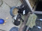 Liefdevol huisje gezocht voor  konijnen, Dieren en Toebehoren, Konijnen, Mannelijk, Middelgroot, 0 tot 2 jaar