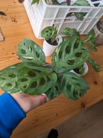 Maranta variegata, Huis en Inrichting, Kamerplanten, Ophalen, Overige soorten, Minder dan 100 cm