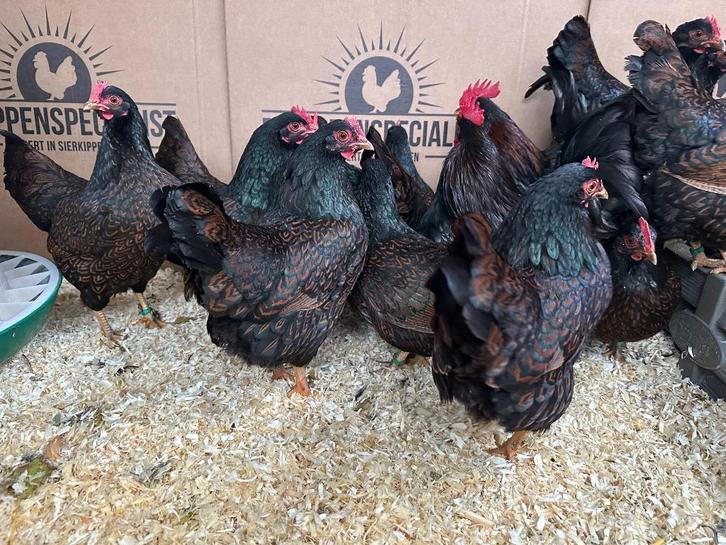 Jonge tamme Barnevelder krielkippen Gesekst en Ingeënt, Dieren en Toebehoren, Pluimvee, Kip, Meerdere dieren