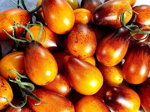 Indigo Pear Drops - Tomaat zaden, Tuin en Terras, Bloembollen en Zaden, Zaad, Voorjaar, Volle zon, Verzenden