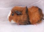 2 mooie broers, Borstel 3 kleur, Dieren en Toebehoren, Knaagdieren, Mannelijk, Cavia, Tam