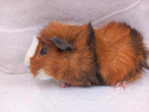 2 mooie broers, Borstel 3 kleur, Dieren en Toebehoren, Knaagdieren, Mannelijk, Cavia, Na 1 juli 2024, Tam