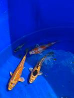 Hoge kwaliteit Tosai (koi), Dieren en Toebehoren, Vissen | Vijvervissen, Karper of Koi