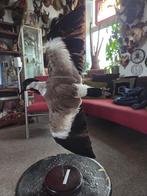 Opgezette Sporen Kievit in Vlucht., Antiek en Kunst, Ophalen of Verzenden