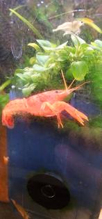 Dwergkreeft, CPO kreeft, Cambarellus patzcuarensis, Dieren en Toebehoren, Kreeft, Krab of Garnaal, Zoetwatervis, Schoolvis