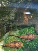 Twee kleurige ancistrussen (algeneters) 3-4 cm, Dieren en Toebehoren, Vis