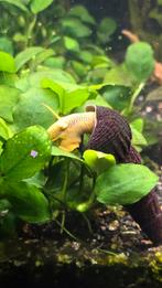 Konijnslak, Dieren en Toebehoren, Vis