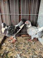 Te Koop, Dieren en Toebehoren