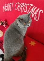 Prachtige Brits korthaar DEKKATER, Dieren en Toebehoren, 3 tot 5 jaar