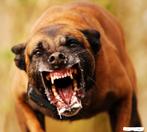 Mechelse herder getrainde en afgerichte bewakingshonden, Dieren en Toebehoren, Honden | Herdershonden en Veedrijvers, Nederland