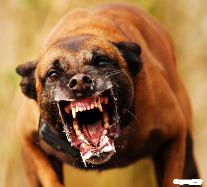 Mechelse herder getrainde en afgerichte bewakingshonden, Dieren en Toebehoren, Honden | Herdershonden en Veedrijvers, Meerdere dieren