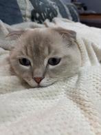 super lieve scottish x ragdoll, Dieren en Toebehoren, Katten en Kittens | Raskatten | Korthaar, Kater, Gechipt, 0 tot 2 jaar