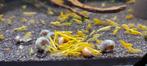 Yellow Fire Neon Backline Garnalen | Neocaridina davidi, Kreeft, Krab of Garnaal, Zoetwatervis