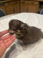 chihuahua pups zeer mooie t.cup & mini kleintjes raszuiver !, Dieren en Toebehoren, Rabiës (hondsdolheid), 8 tot 15 weken, Meerdere