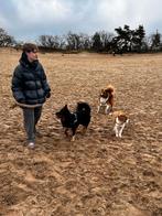 Luxe persoonlijke huiselijke opvang, groot en kleine honden., Uitlaatservice