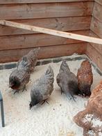 3 bleu de landes hennen net aan de leg, Dieren en Toebehoren, Pluimvee, Vrouwelijk, Kip