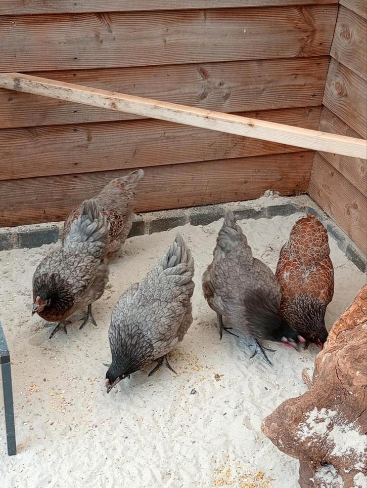 3 bleu de landes hennen net aan de leg, Dieren en Toebehoren, Pluimvee, Kip, Vrouwelijk