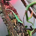 Takydromus smaragdinus, groene langstaart hagedissen, Dieren en Toebehoren, Hagedis, Tam, 0 tot 2 jaar