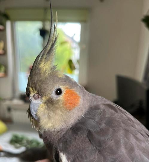 Gezocht, valkparkiet op leeftijd, Dieren en Toebehoren, Vogels | Parkieten en Papegaaien, Parkiet, Vrouwelijk, Tam
