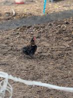 Kuiken cochin haan krulveer, Dieren en Toebehoren, Pluimvee, Mannelijk, Kip