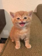 Mix Britse Korthaar kittens, Meerdere dieren, Kortharig, 0 tot 2 jaar