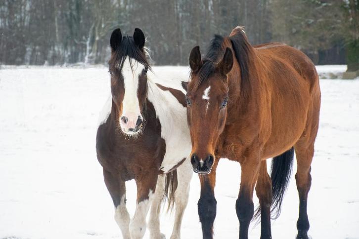 GEZOCHT: Verzorger voor 2 paarden, Dieren en Toebehoren, Paarden en Pony's | Overige Paardenspullen, Ophalen