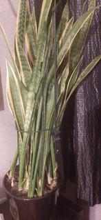 Sansevieria plant, Huis en Inrichting, Kamerplanten, Overige soorten, 100 tot 150 cm, Halfschaduw, Ophalen