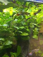 Anubias nana stekjes, Ophalen, Nieuw, Plant(en), Steen of Hout