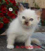 Ragdoll kittens met Prachtige buitenlandse stamboom, Dieren en Toebehoren, Meerdere dieren, Gechipt