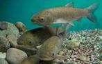 volop graskarpers  10/12cm en 20/25 cm, forse vissen!, Karper of Koi
