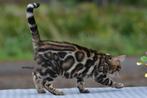 Prachtige gerozette Bengaal kittens beschikbaar, Dieren en Toebehoren, Meerdere dieren, Gechipt, 0 tot 2 jaar