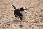 Welsh corgi cardigan pups nog 2 beschikbaar, Dieren en Toebehoren, CDV (hondenziekte), Particulier, Meerdere, 8 tot 15 weken